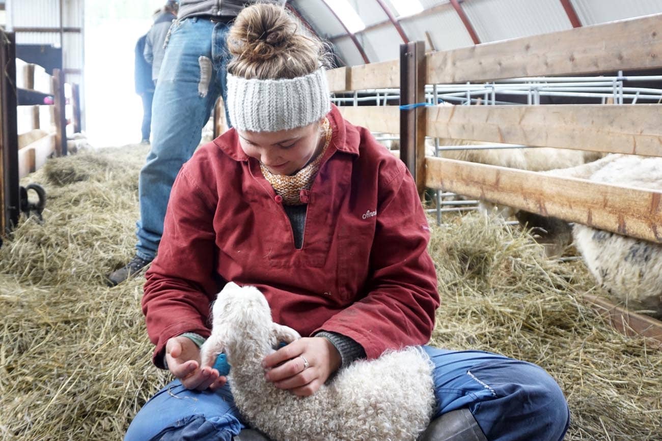 Jente i arbeidstoy sitter i et fjos med et nyfodt lam på fanget.