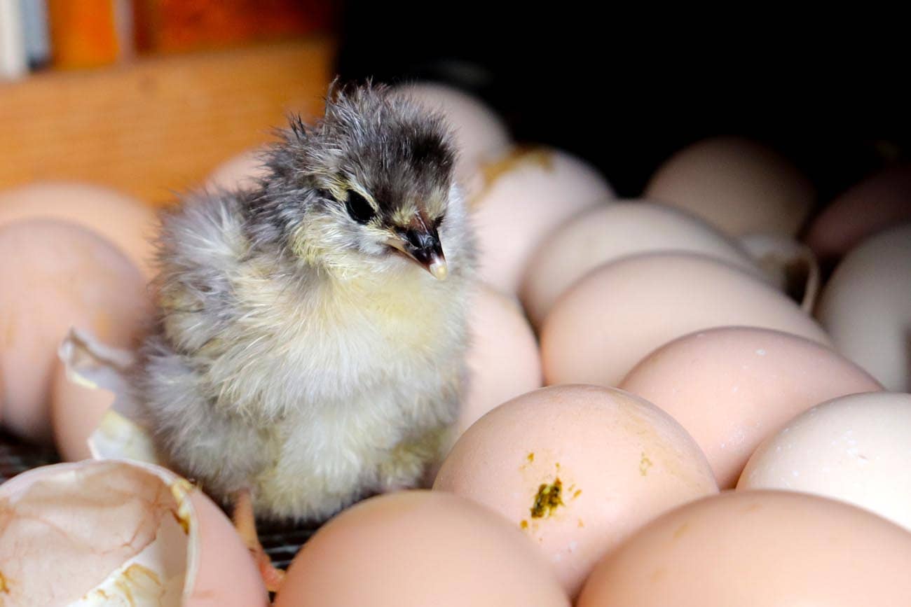 Newly hatched chicken surrounded by eggs.