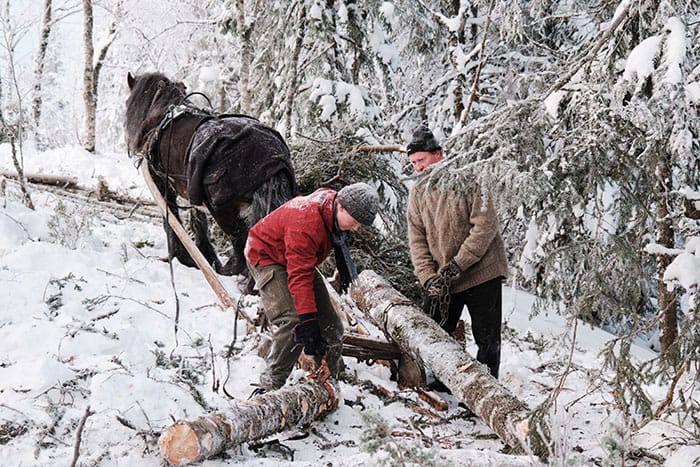 Pulling timber out of the forest using a working horse