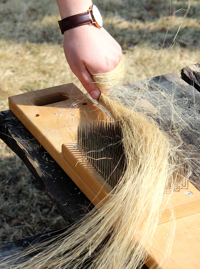 making linen from flax plants using old techniques