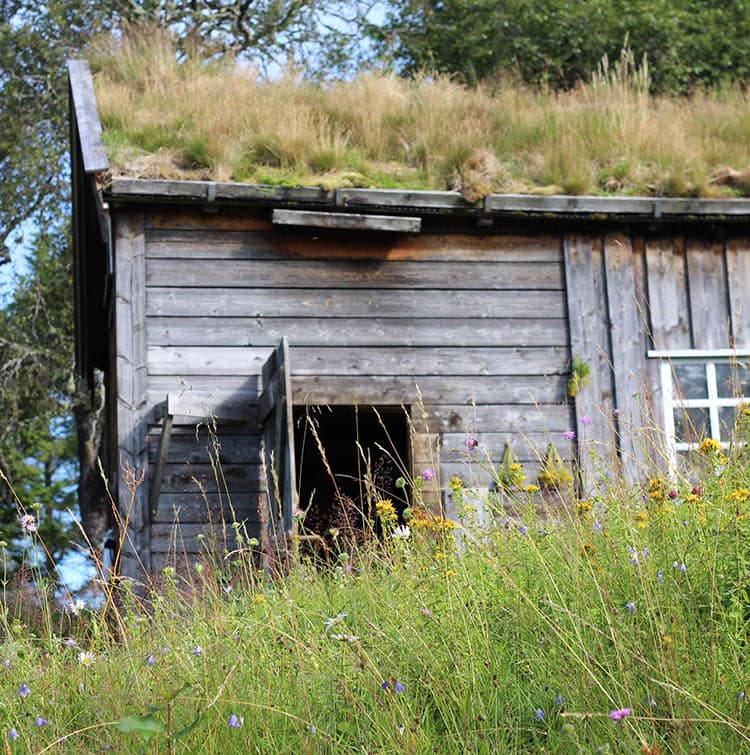 Fosen folk school's highland pasture